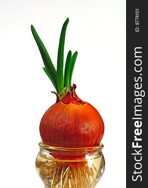 Bulb onion in glasses on a white