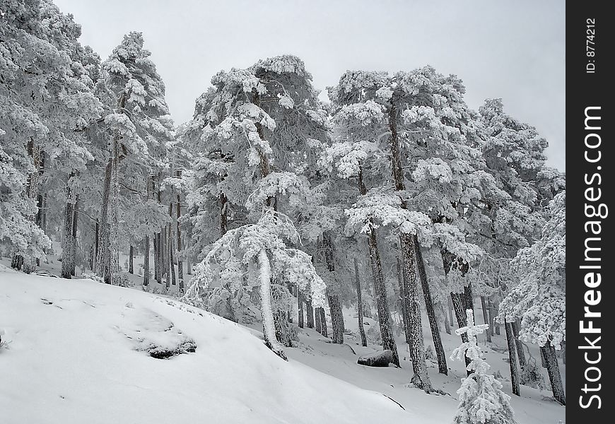 When winter comes, snow falls in the Natural Park Peñalara, Madrid, Spain