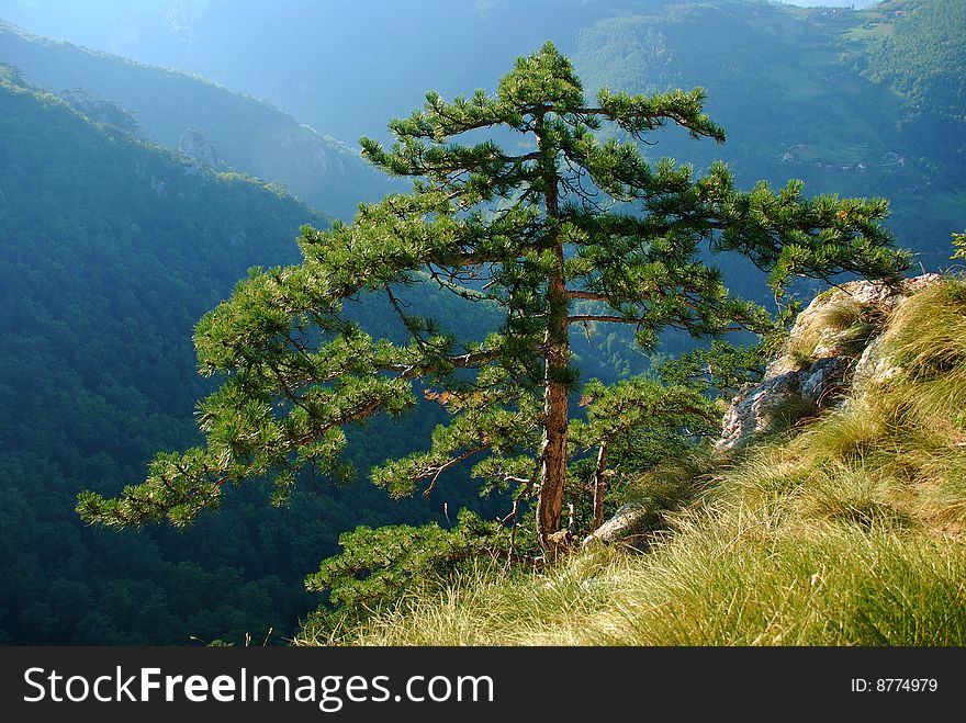 Tree on the edge of mountain