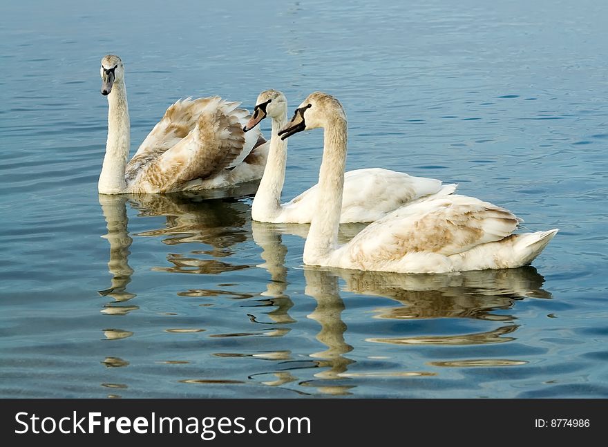 Three Swimming Swans