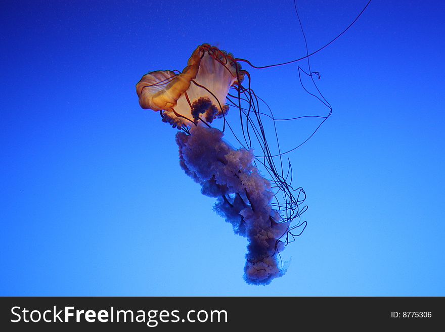 Atlanta Aquarium jelly fish