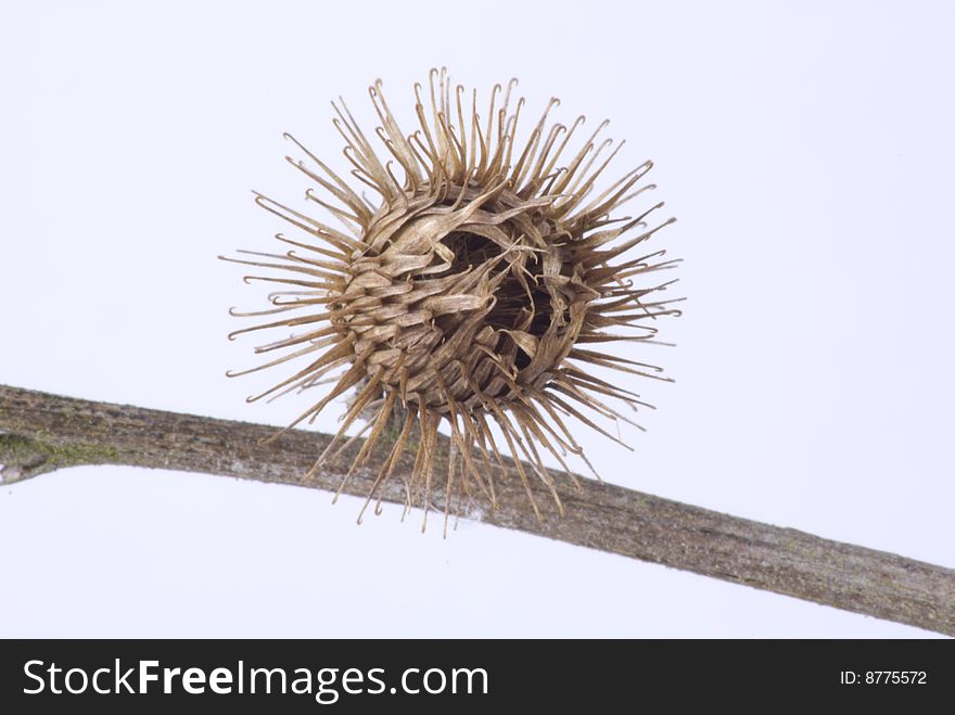 Thistle Seed Head waiting to catch on a passing animal or person