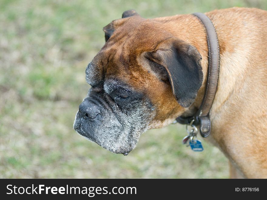 A german boxer do standing on the acre looking at something distant. A german boxer do standing on the acre looking at something distant