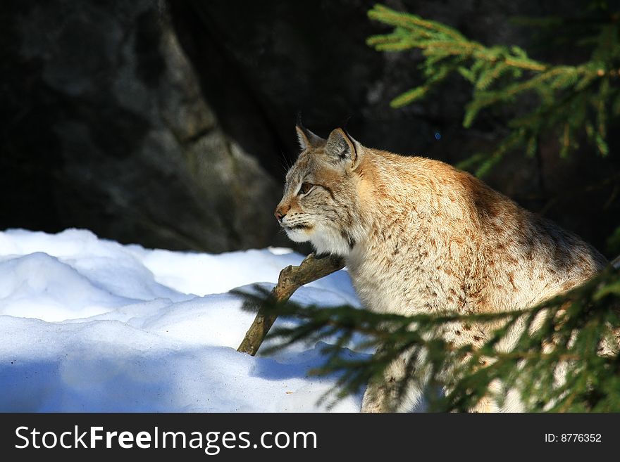 A photo of a lynx in forest