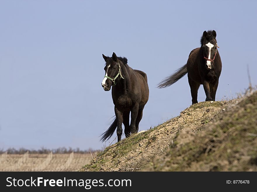 Two beautiful horses on walking. Two beautiful horses on walking.