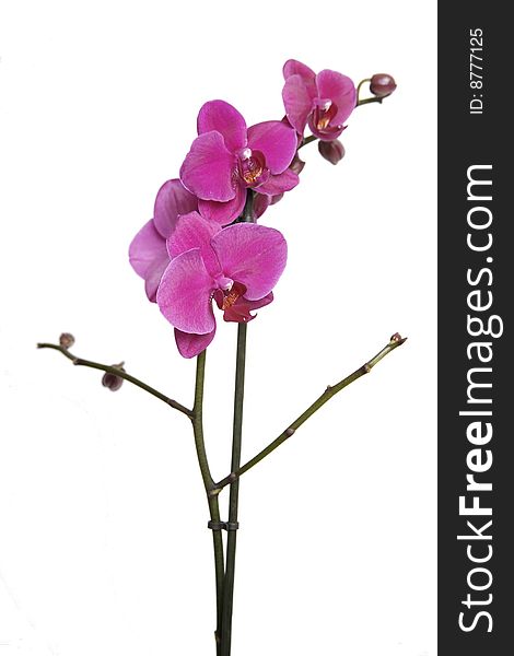Purple orchids petals on white background. Purple orchids petals on white background
