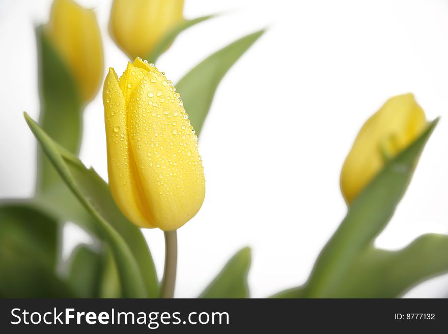 A bouquet of yellow tulips on a white background