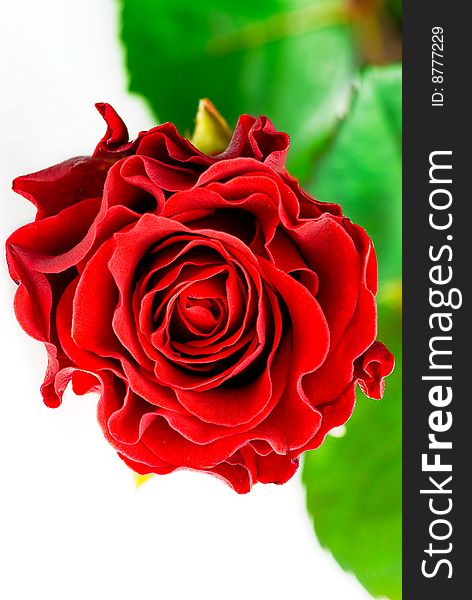 Photography of fresh red rose