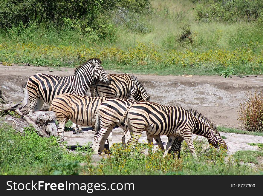 Zebras in open grassland searching for food.