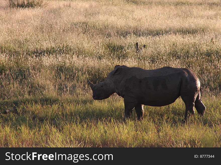 White Rhinoceros living in the wilderness in Africa.