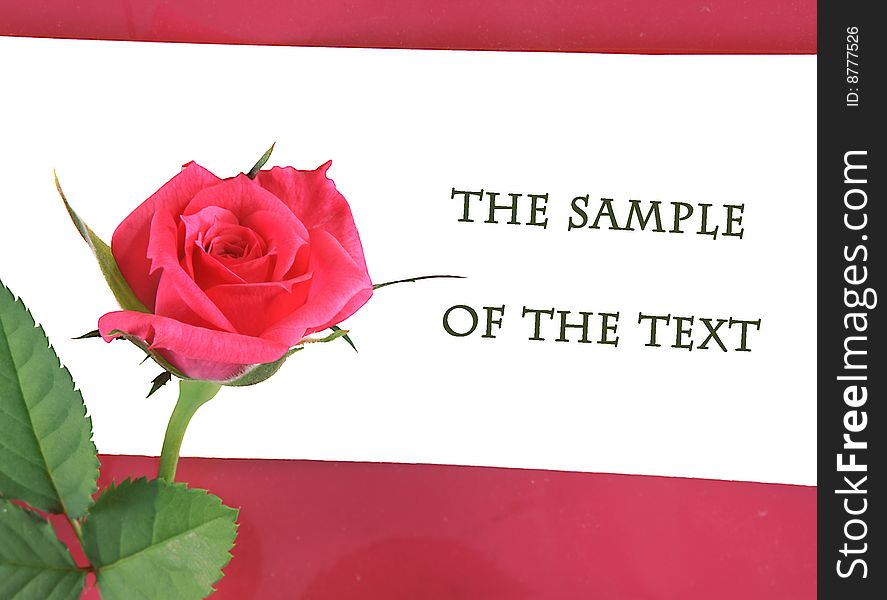 Flower of a rose pink color with  place for the text.