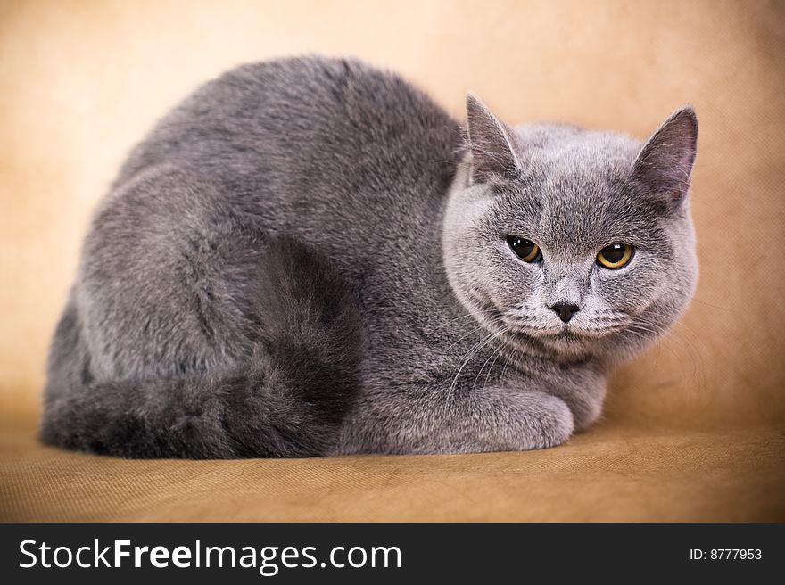 Portrait of a British Shorthaired Cat on a brown background. Studio shot.