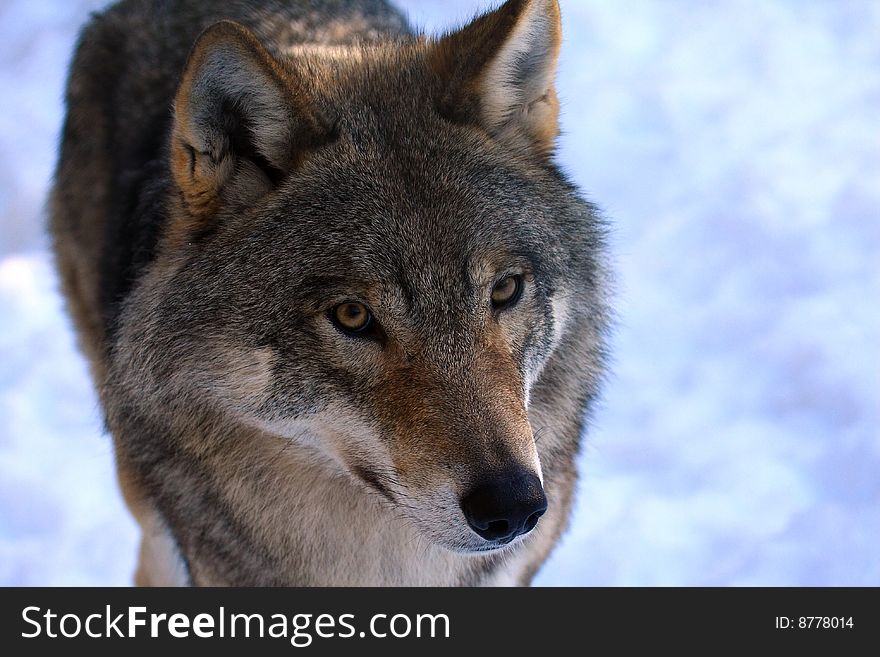 Photo of a wolf in sweden