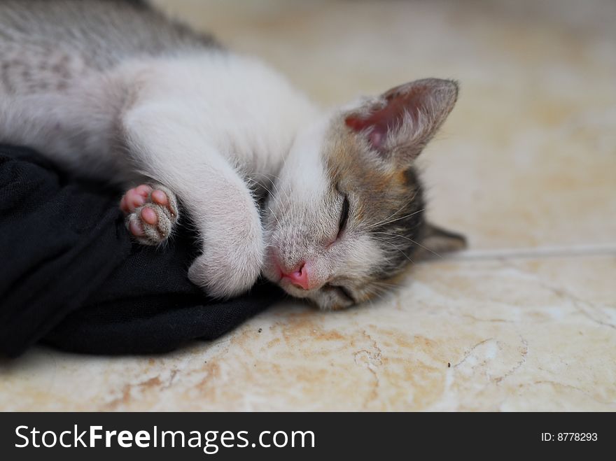 Sleepy cute little kitten laying on shirt. Sleepy cute little kitten laying on shirt
