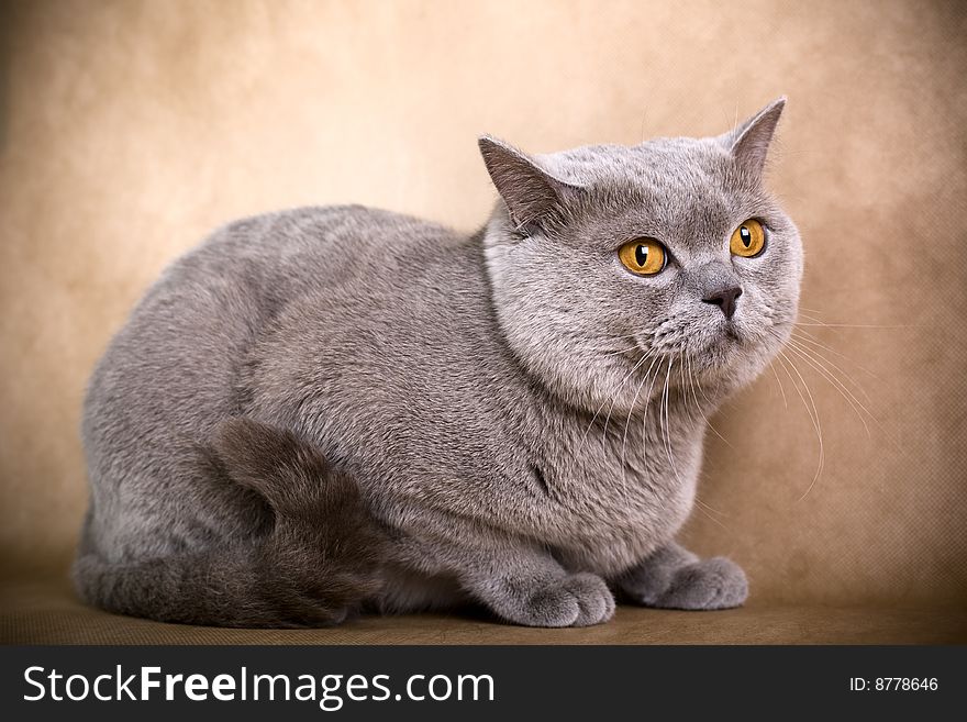 Portrait of a British Shorthaired Cat on a brown background. Studio shot.