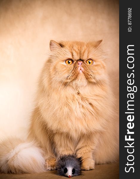 Portrait of a persian cat on a brown background. Studio shot.