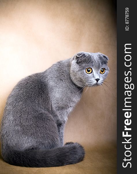 Portrait of a Scottish fold cat on a brown background. Studio shot.