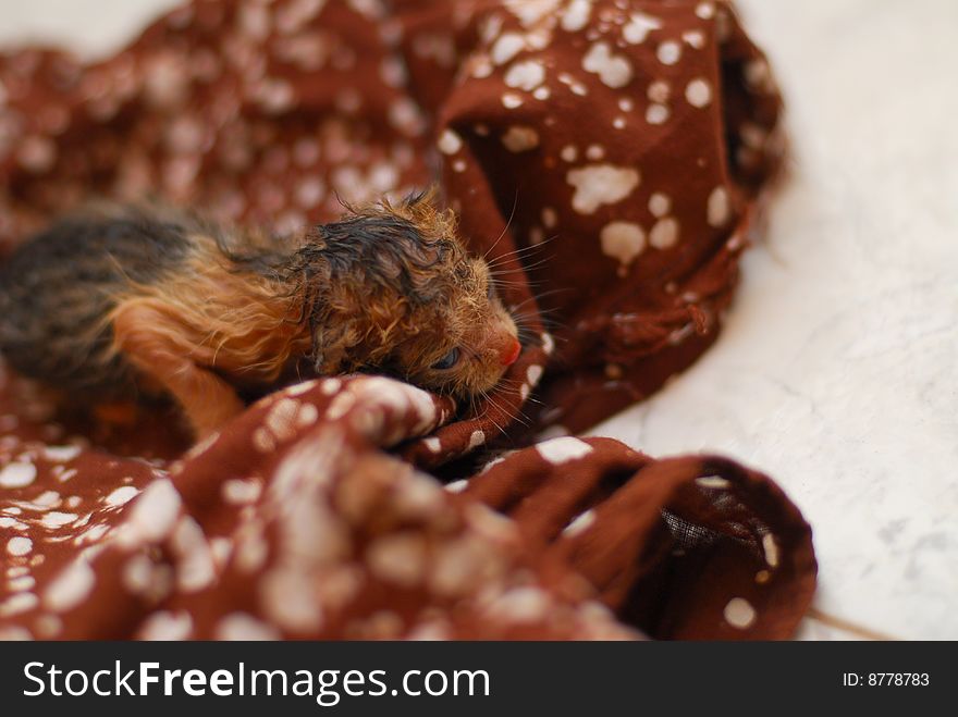 Newborn baby kitten on brown fabric