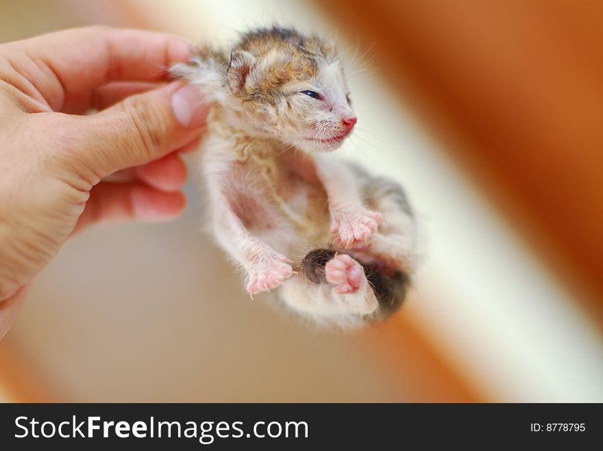 Newborn baby kitten hanging from hand just like the mother usually picks him up. Newborn baby kitten hanging from hand just like the mother usually picks him up