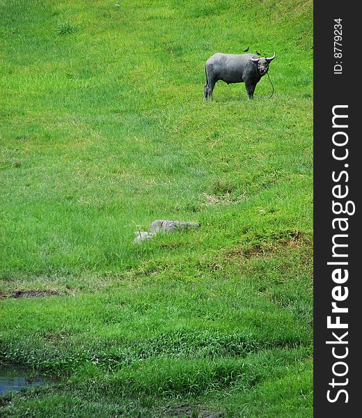 Cattle On The Grass