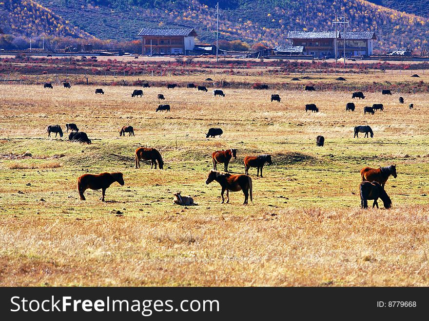 There are many horses and cows in pasture