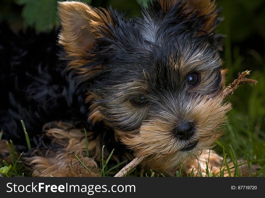 Black And Tan Short Coat Small Size Dog