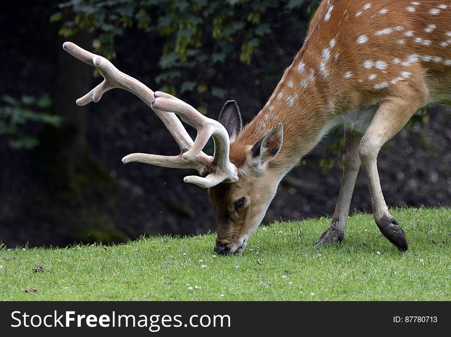 Spotted Deer Eating Grass on Green Grass at Daytime