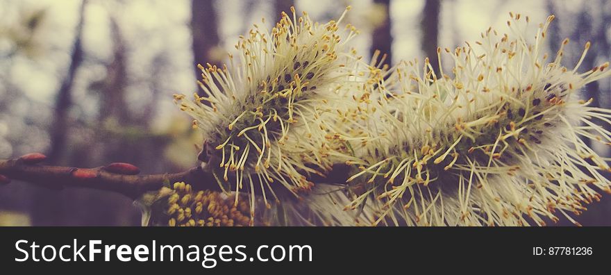 A close up on the catkins on a blooming tree.