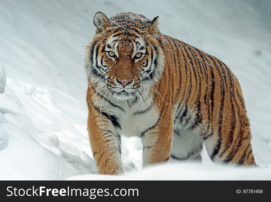 Portrait of adult tiger in snow.