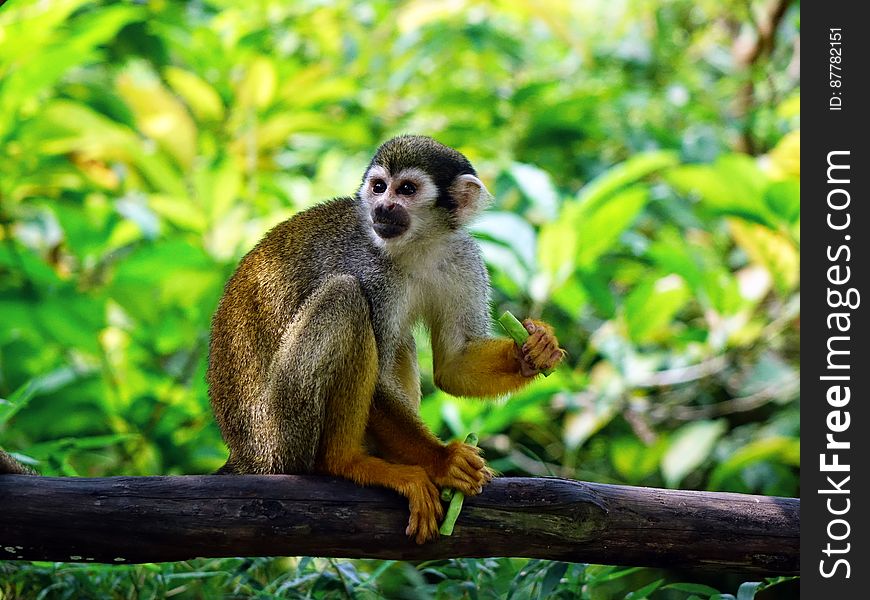 Brown Monkey On Tree Trunk Sitting