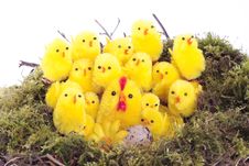 Easter Chicks In Nest Over White Royalty Free Stock Image