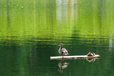 Duck With Ducklings Stock Image