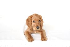 English Cocker Spaniel Baby Dog Royalty Free Stock Images