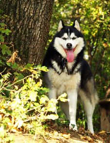 Husky Dog Royalty Free Stock Photography