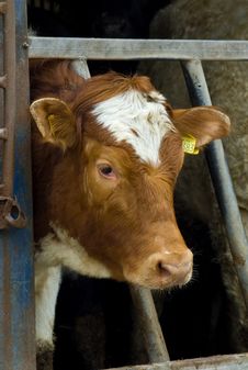 Cow Portrait Stock Image