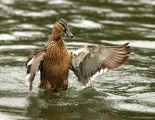 Mallard Duck Stock Photos
