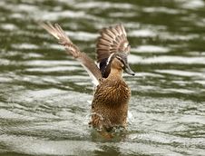 Mallard Duck Stock Photography