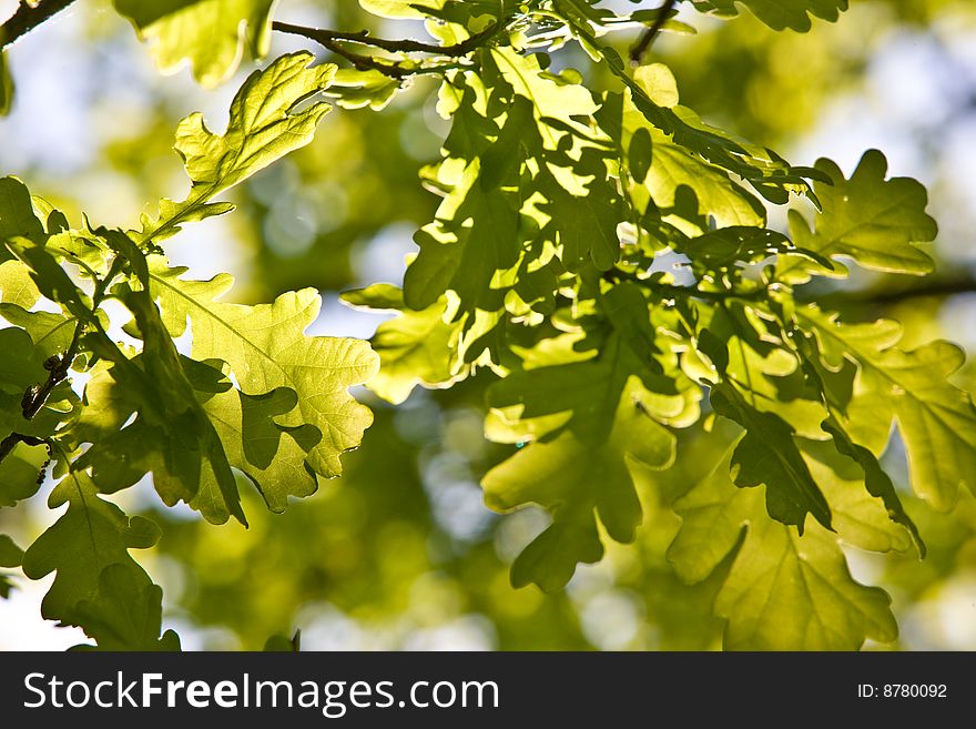 Nature series: oak tree in the spring season