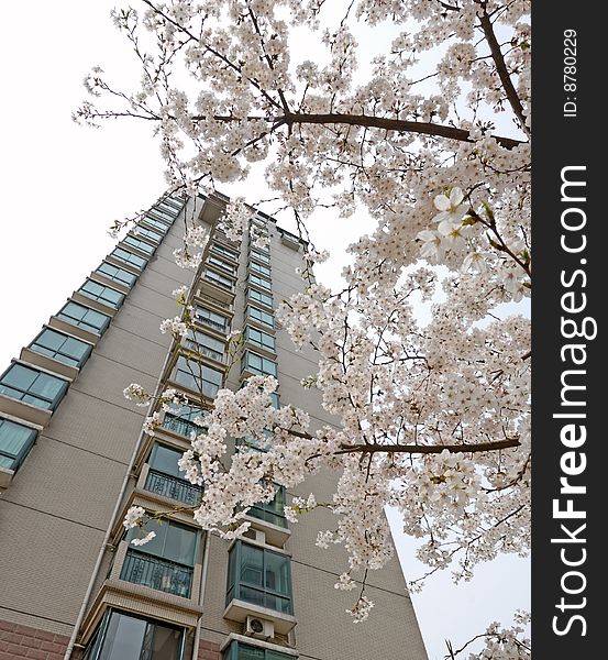 Storied building and cherry blossom tree