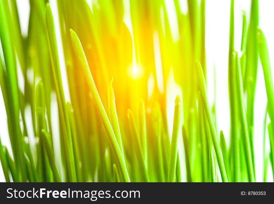 Green Grass On A White Background