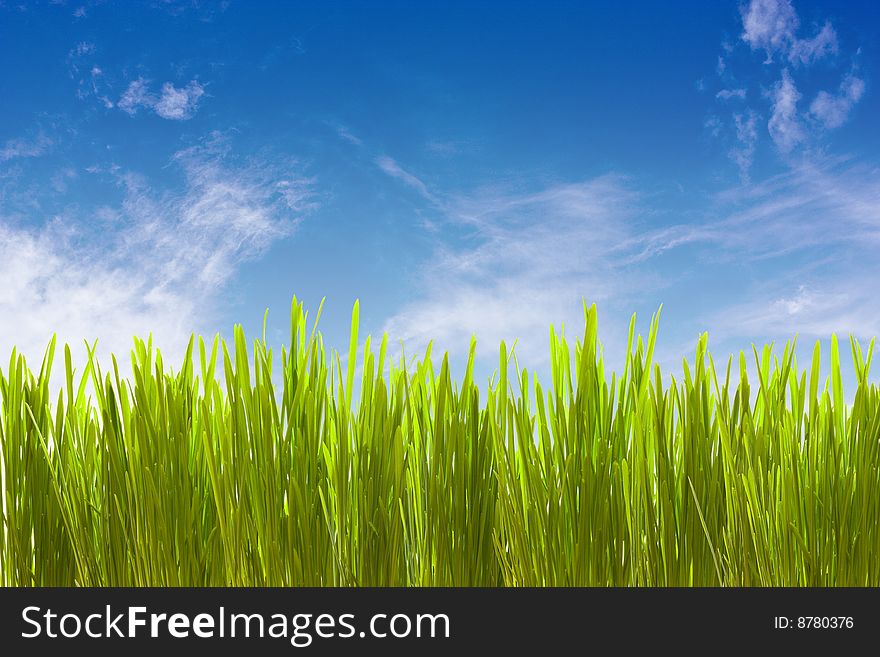 Landscape, green grass against clouds