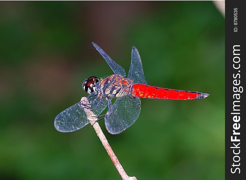 A Dragonfly perched on a twig in forrest