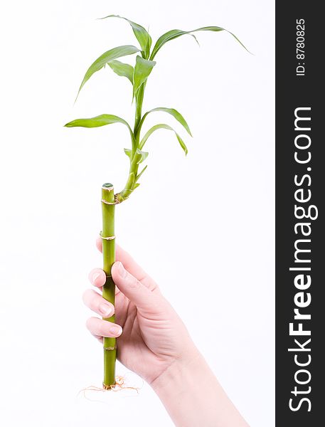 Scape of young bamboo with root in female hand