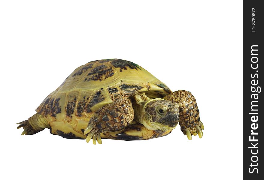 Grassland tortoise on white background