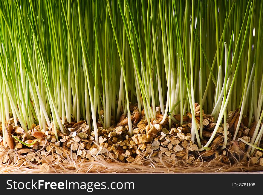 Bush of green grass with ground and roots
