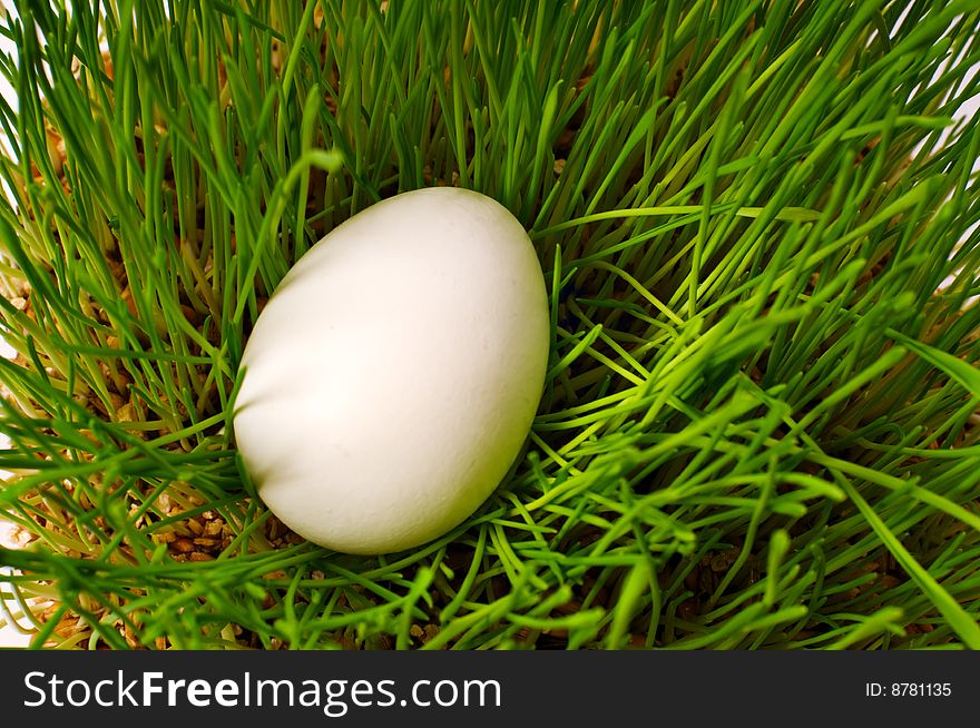 One white egg on green grass bush