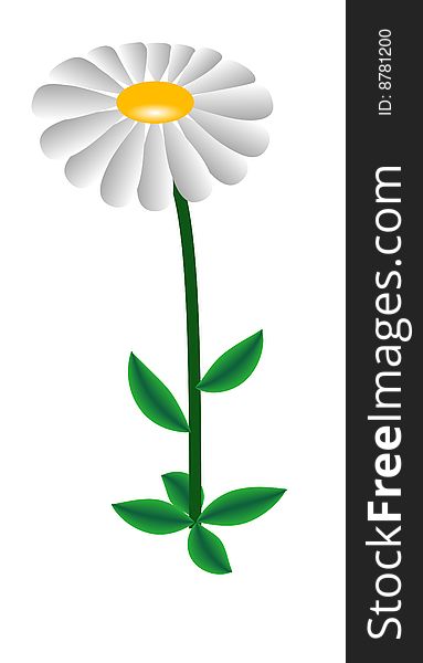 Beautiful flower camomile green leaves