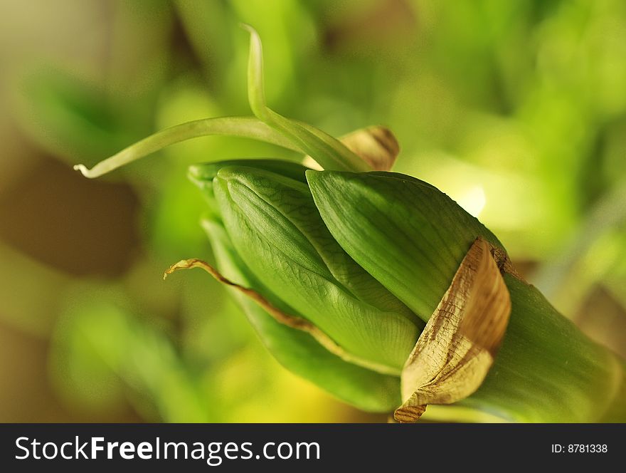 Close up of a small green growing plant