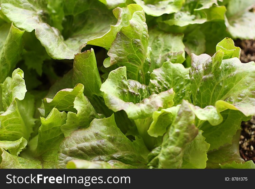 Red romain, a nice lettuce variety, growing in springtime