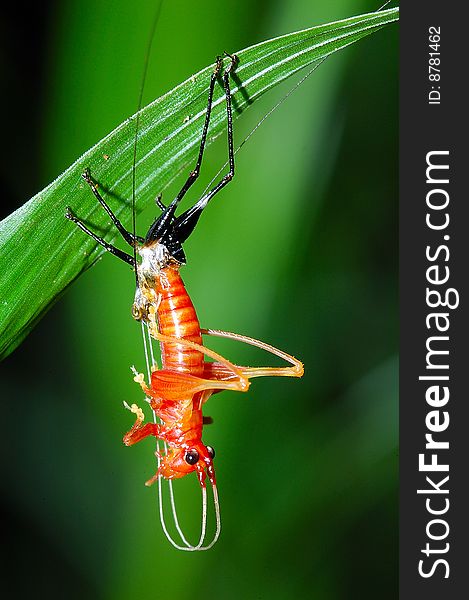 A colorful Katydid molting in the night